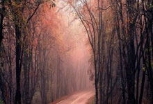 ACAMIS 2025：国际学校游泳盛宴，青春泳姿闪耀赛场.